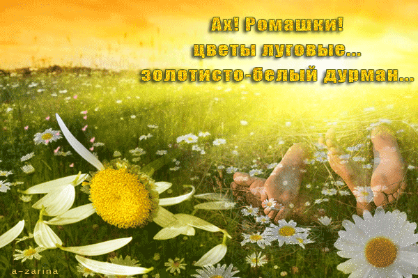 картинка под названием - Ах, ромашки...золотисто-белый дурман из категории С днём рождения.
