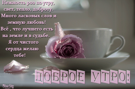 картинка под названием - Доброе утро! нежная роза из категории С днём рождения.