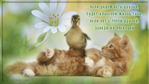 картинка под названием - Лучшие друзья из категории С днём рождения.
