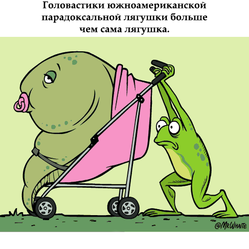 картинка под названием - Головастики из категории С днём рождения.