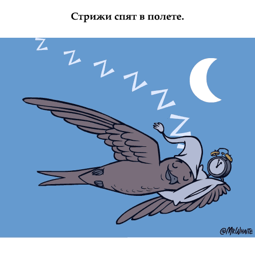 картинка под названием - О стрижах из категории С днём рождения.