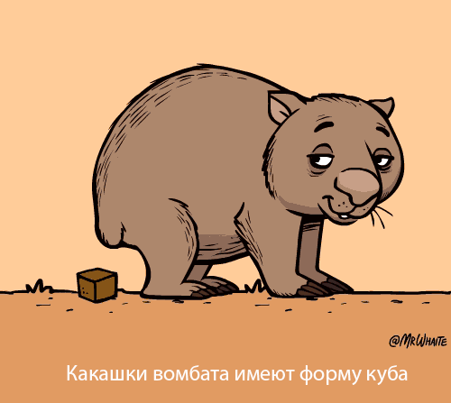 картинка под названием - Вомбат из категории С днём рождения.