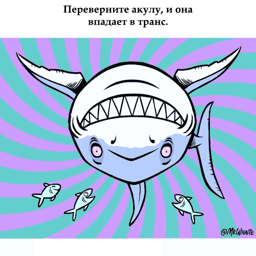 картинка под названием - Акула из категории С днём рождения.