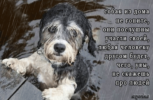 картинка под названием - Бездомная собака из категории С днём рождения.