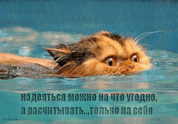 картинка под названием - отважный кот из категории С днём рождения.