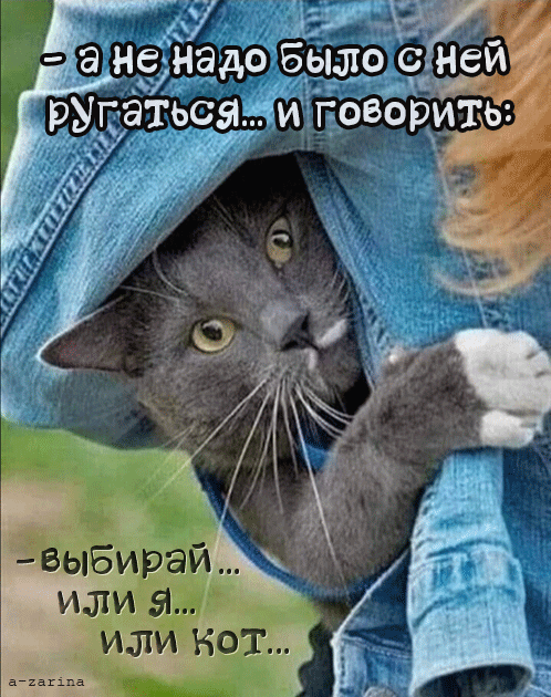 картинка под названием - Любимый кот из категории С днём рождения.