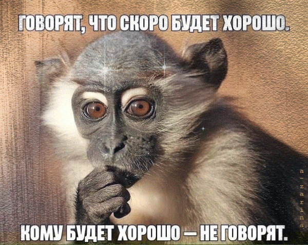 картинка под названием - озадаченная обезьяна из категории С днём рождения.